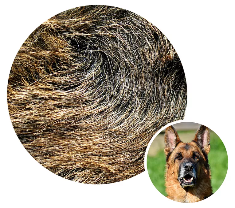 Zabezpieczenie przed kunami - włosie psa